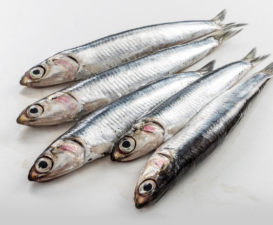 Anchois 2 kg